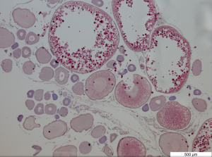 Screenshot 2016-07-21 at 3.33.33 PM