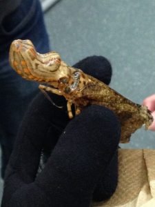 Frozen Bugs! Planthoppers are stored at -80 degrees Celsius and in alcohol. 