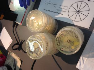 Finding glowing bacteria! What fun florescence! 