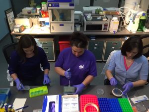 The three musketeers are plating bacteria! We are working on real science studies about Green Roofs! 