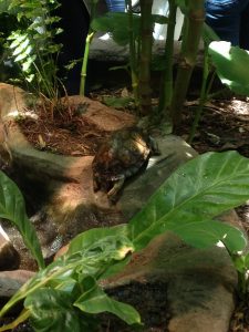 Check out this turtle. He is one of the fastest turtles I have ever seen. He is much faster than the sloth (for sure)!