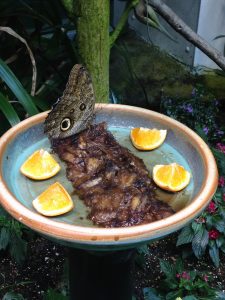 This was the biggest butterfly I saw in the Butterfly Exhibit! 
