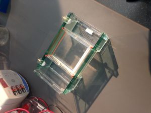 Look at OUR electrophoresis gel!!! We made this!!!