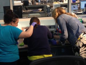 Look at this TEAMWORK! We are placing the DNA genome and PCR into our electrophoresis gel. 