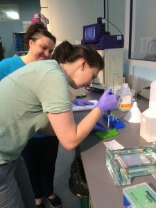 I am mixing my PCR solution with the dye before placing it into our Gel. 