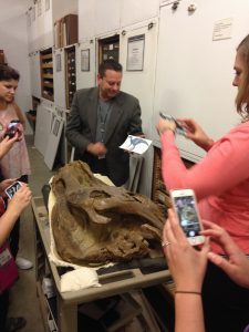 This Dino head is related to the duck bill Dinos. 