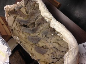 Dino bones brought back from Salt Lake. 