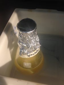 We made a lot of agar and other media today. I'm getting really good at it! But Grace might be better. :)