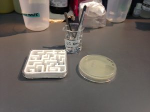 Above is a picture to help out the future teachers who use this lesson. These are the supplies necessary to place the food (or nutrient sources) in the corners of the maze, but still keep everything sterile. 
