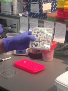 TA - DA!!! Look at the nice clean maze inside of the nice sterile dish! 