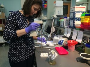 I am placing agar in the maze to keep the maze in place and to create a surface that allows the bacteria to grow and move upon. 