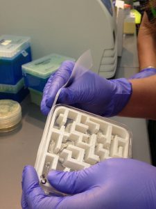 One of the last steps in preparing the petri dish is to tape the sides. We practiced with a special kind of stretchy lab tape that I can't remember the name of. 