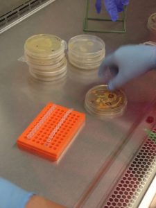 We want to sample bacteria. 