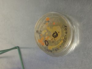 We found 10 different looking bacteria and took a sample of each one. Each sample came from a different plate. We are going to let them sit over night in an enzyme bath to cut the bacteria DNA into chunks. Then tomorrow we are going to play...Who's Your Daddy? Ha Ha. 