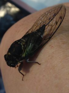We started the morning with a little visit from the Ant Team. Michelle showed us her new friend, Mrs. Cicada. 