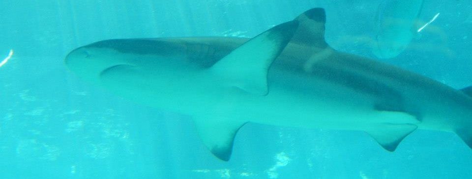 Maggie McKinley's Blog