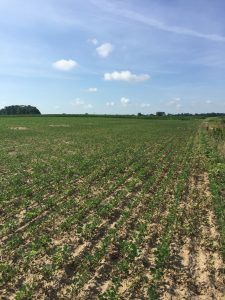 Working on some waterways to keep erosion from happening and ruining some crops. 