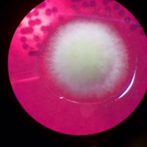 4 days of fungal growth from my tapinoma ants. (These are the ants that are probably in your kitchen right now)