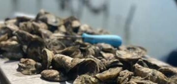 Photo by Ashanda Grissett who explored the oyster industry for her fellowship.