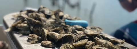 Photo by Ashanda Grissett who explored the oyster industry for her fellowship.