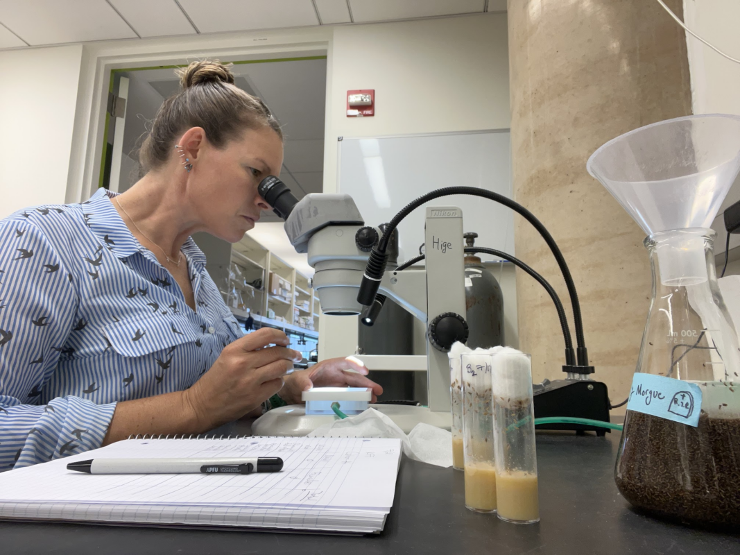 Schutz looks into a microscope during her industry immersion at UNC Chapel Hill