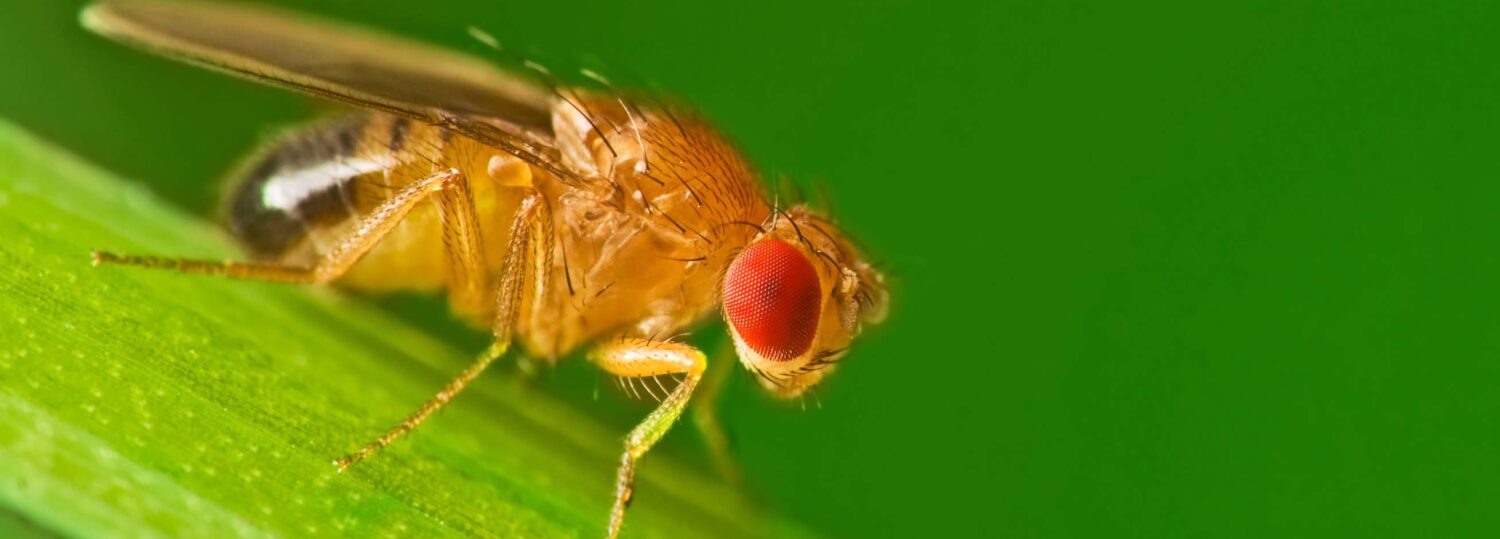 Male fruit fly (Drosophila Melanogaster) on a blade of grass