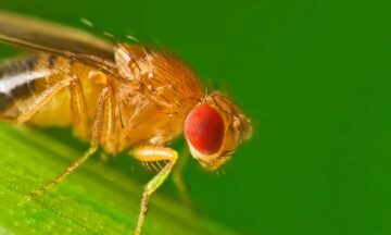 Male fruit fly (Drosophila Melanogaster) on a blade of grass