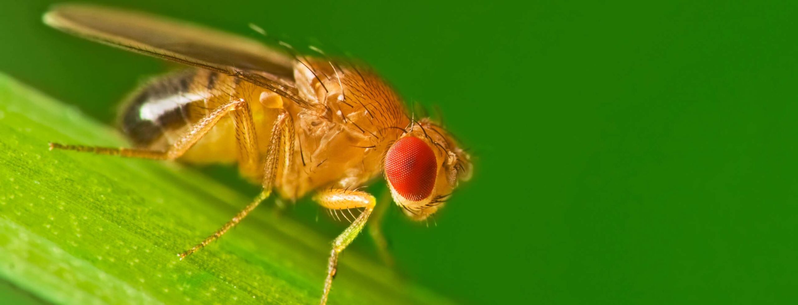 Male fruit fly (Drosophila Melanogaster) on a blade of grass