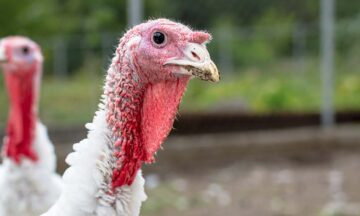 Turkey on a farm , breeding turkeys. White turkey portrait. Flock of Turkeys at the farm. Pasture raised turkey on a farm.