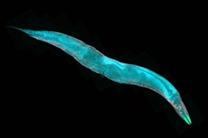 C.elegans, a free-living transparent nematode (roundworm), about 1 mm in length. Fluorescence micrograph.