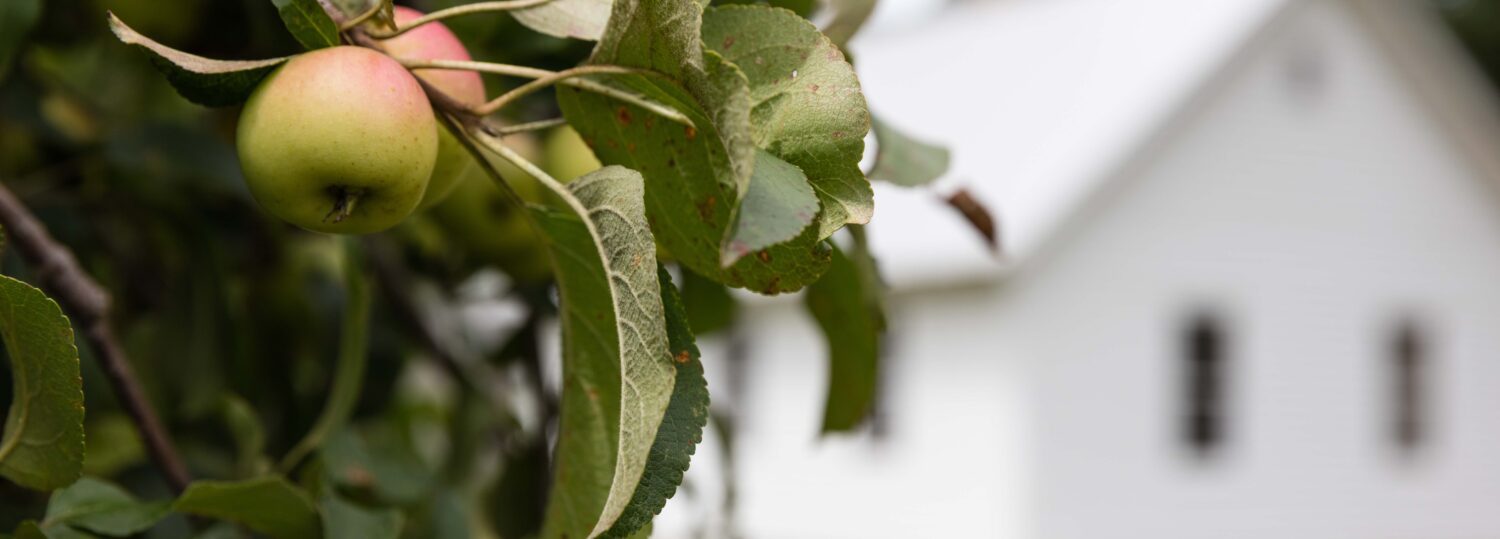 Apple Tree in North Carolina Mountains