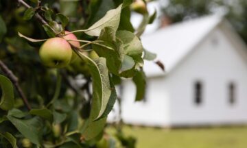 Apple Tree in North Carolina Mountains
