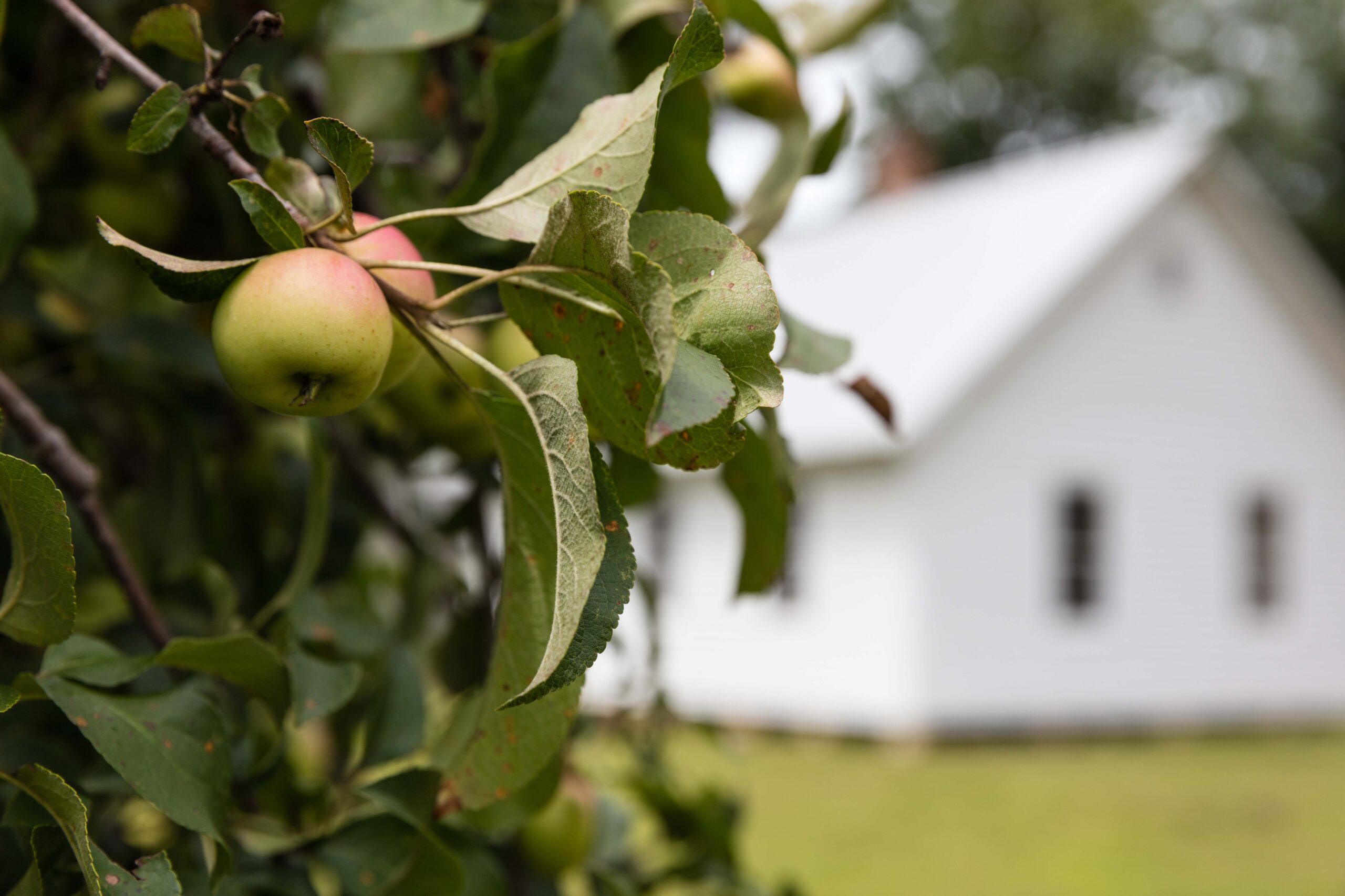 Apple Tree in North Carolina Mountains