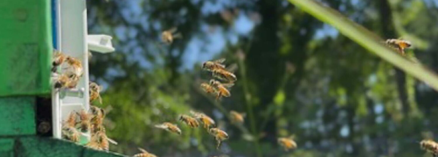 Beekeeping in K-12 Education