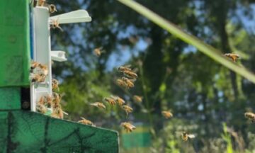 Beekeeping in K-12 Education