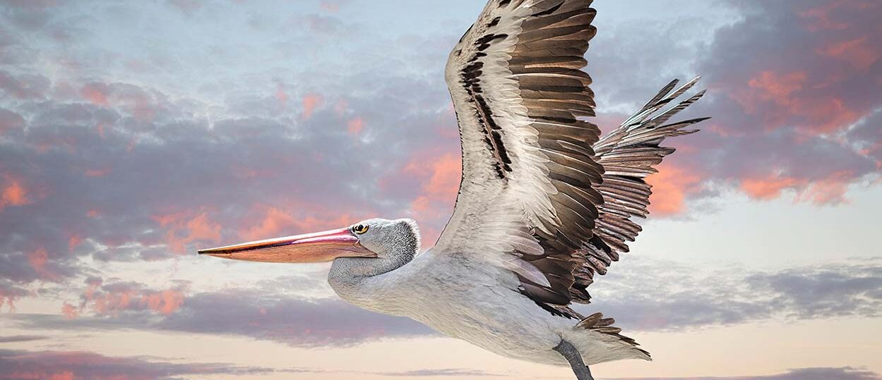 Australian pelican (Pelecanus conspicillatus) Perth Western Aust
