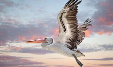 Australian pelican (Pelecanus conspicillatus) Perth Western Aust